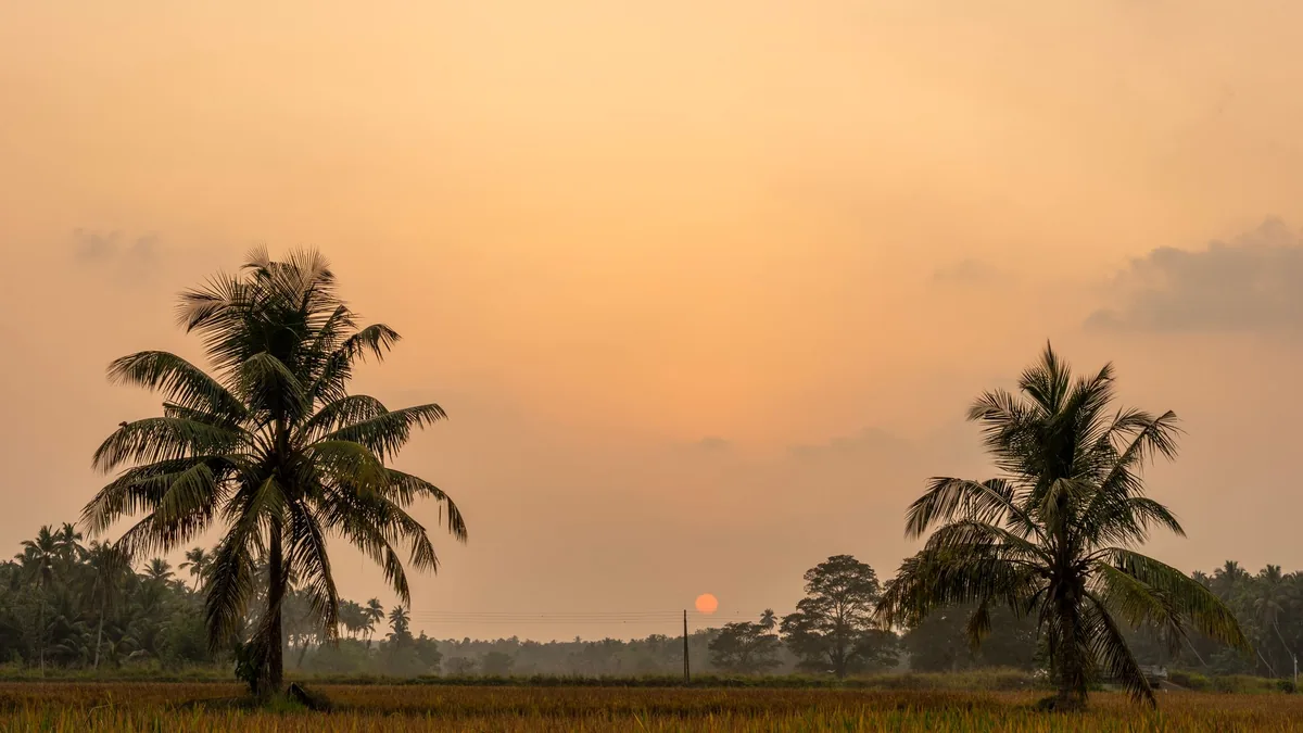 A tranquil sunset over palm trees and fields, capturing the warm tropical essence.