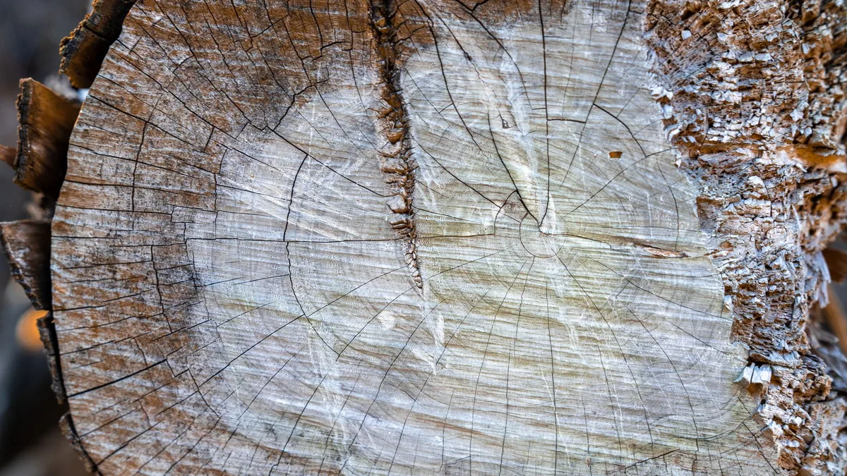 Detailed image of a felled tree's log showing growth rings, ideal for nature themes.